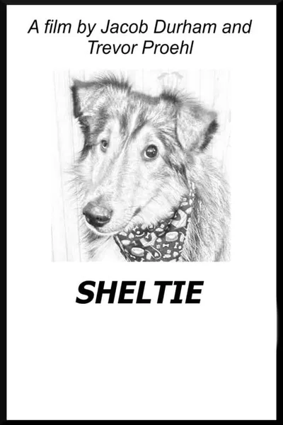 Sheltie