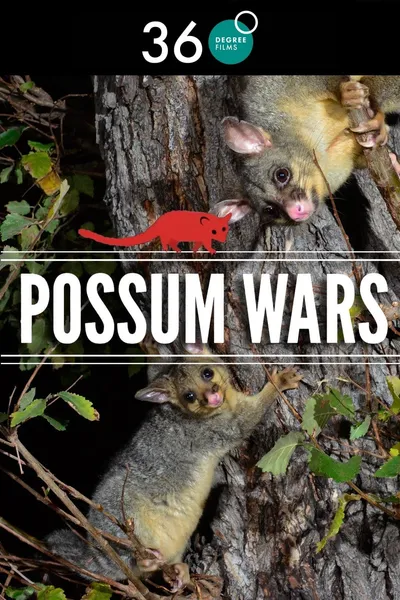 Possum Wars