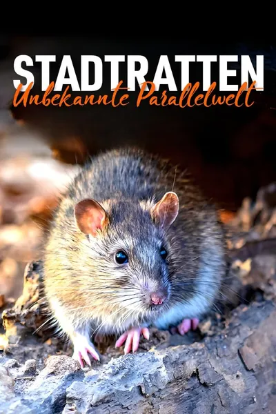 Stadtratten - Unbekannte Parallelwelt