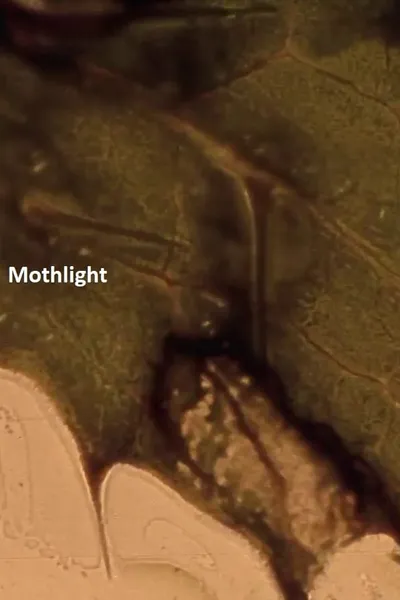 Mothlight