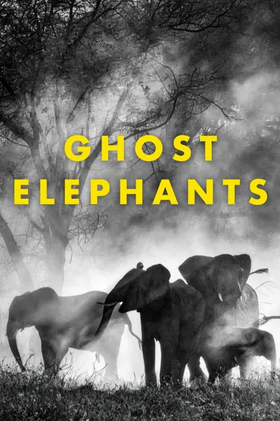 Ghost Elephants