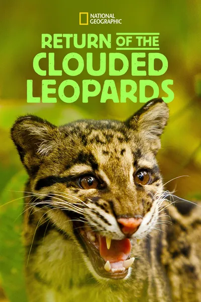 Return of the Clouded Leopards