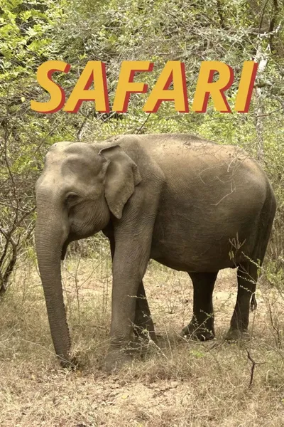Safari