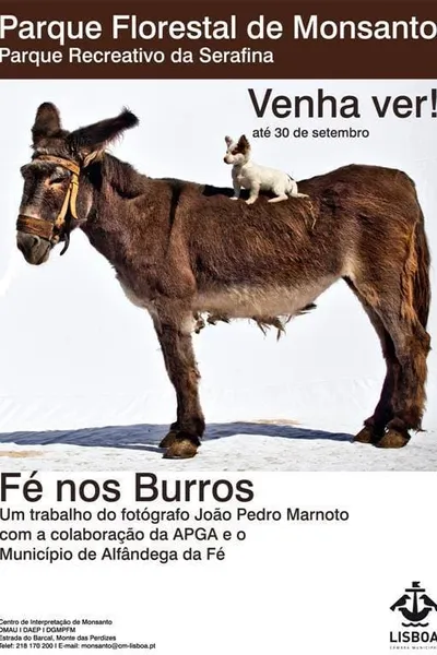 Fé nos Burros