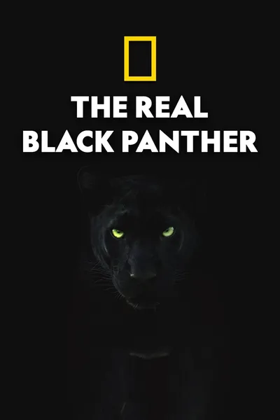 The Real Black Panther