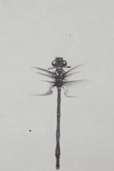 Dragonfly