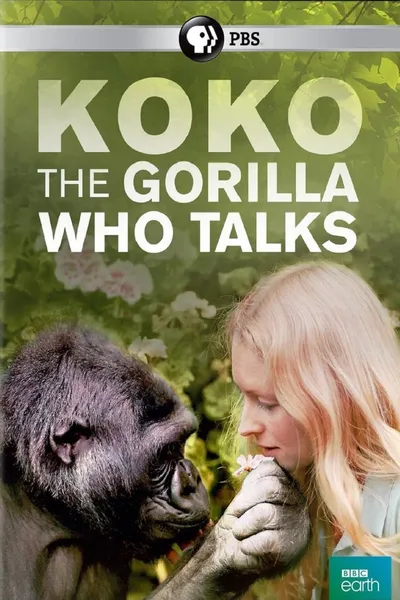 Koko: The Gorilla Who Talks to People