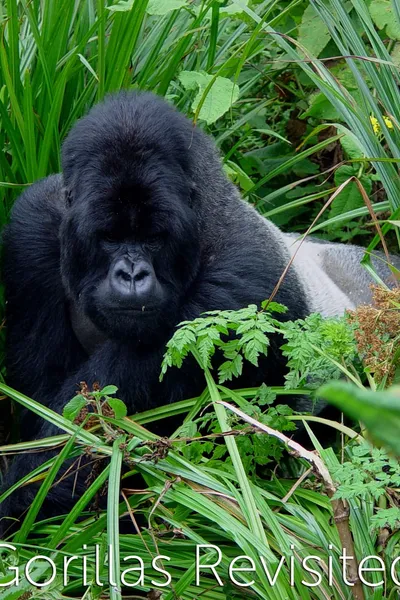 Gorillas Revisited with Sir David Attenborough