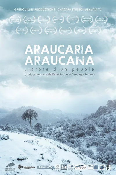 Araucaria Araucana