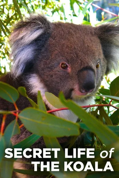Secret Life of the Koala