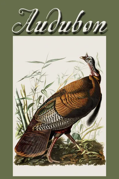 Audubon