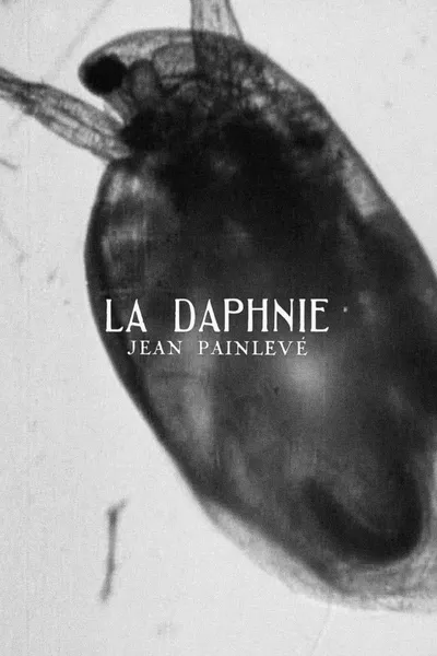 Daphnia